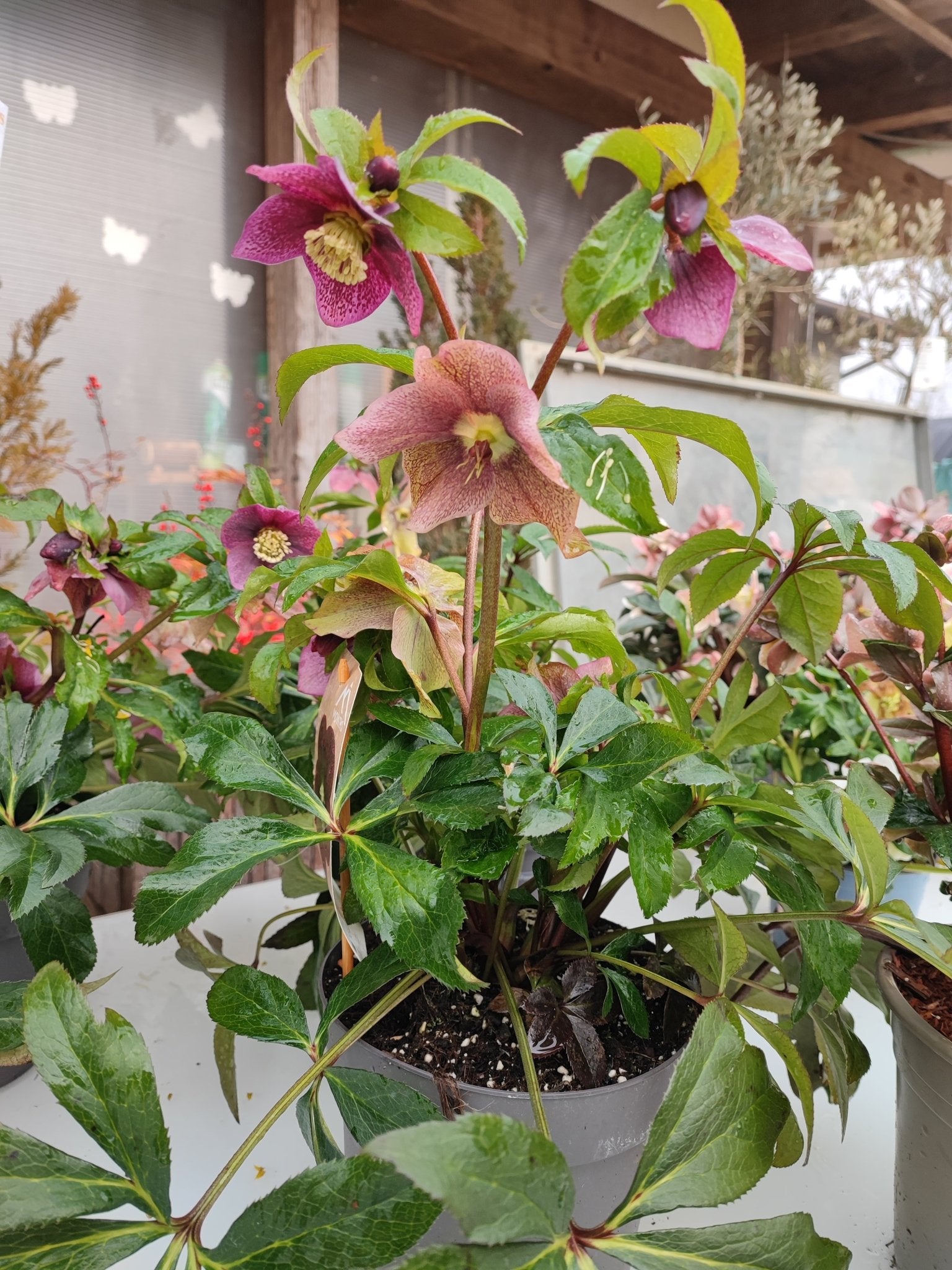 Helleborus orientalis - Valmaflor#ValmaflorValmaflorHelleborus orientalis