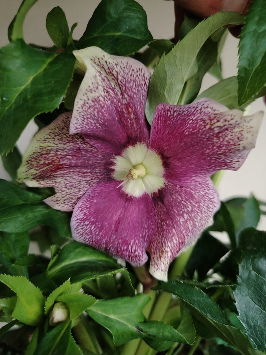 Helleborus orientalis - Valmaflor#ValmaflorValmaflorHelleborus orientalis