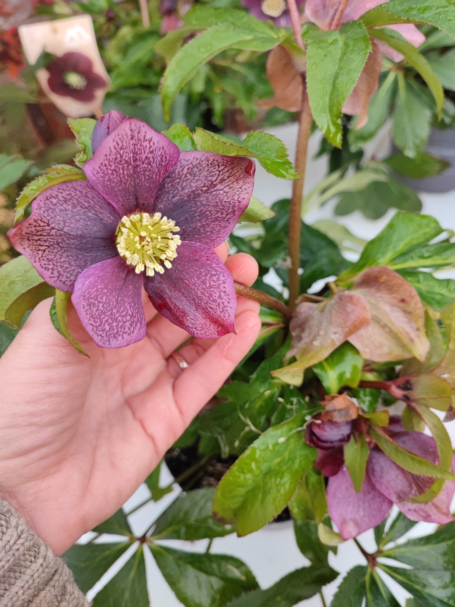 Helleborus orientalis - Valmaflor#ValmaflorValmaflorHelleborus orientalis