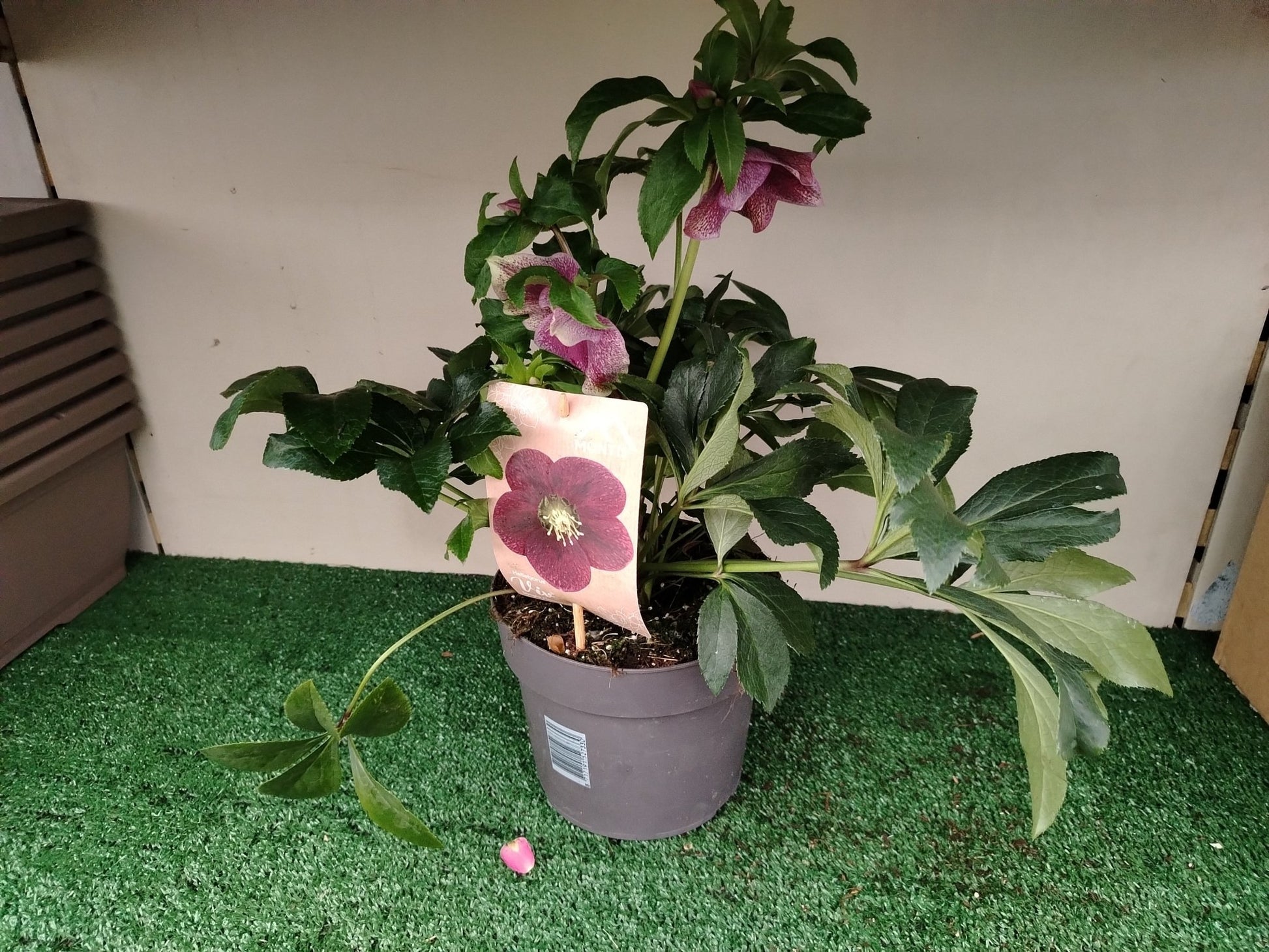 Helleborus orientalis - Valmaflor#ValmaflorValmaflorHelleborus orientalis
