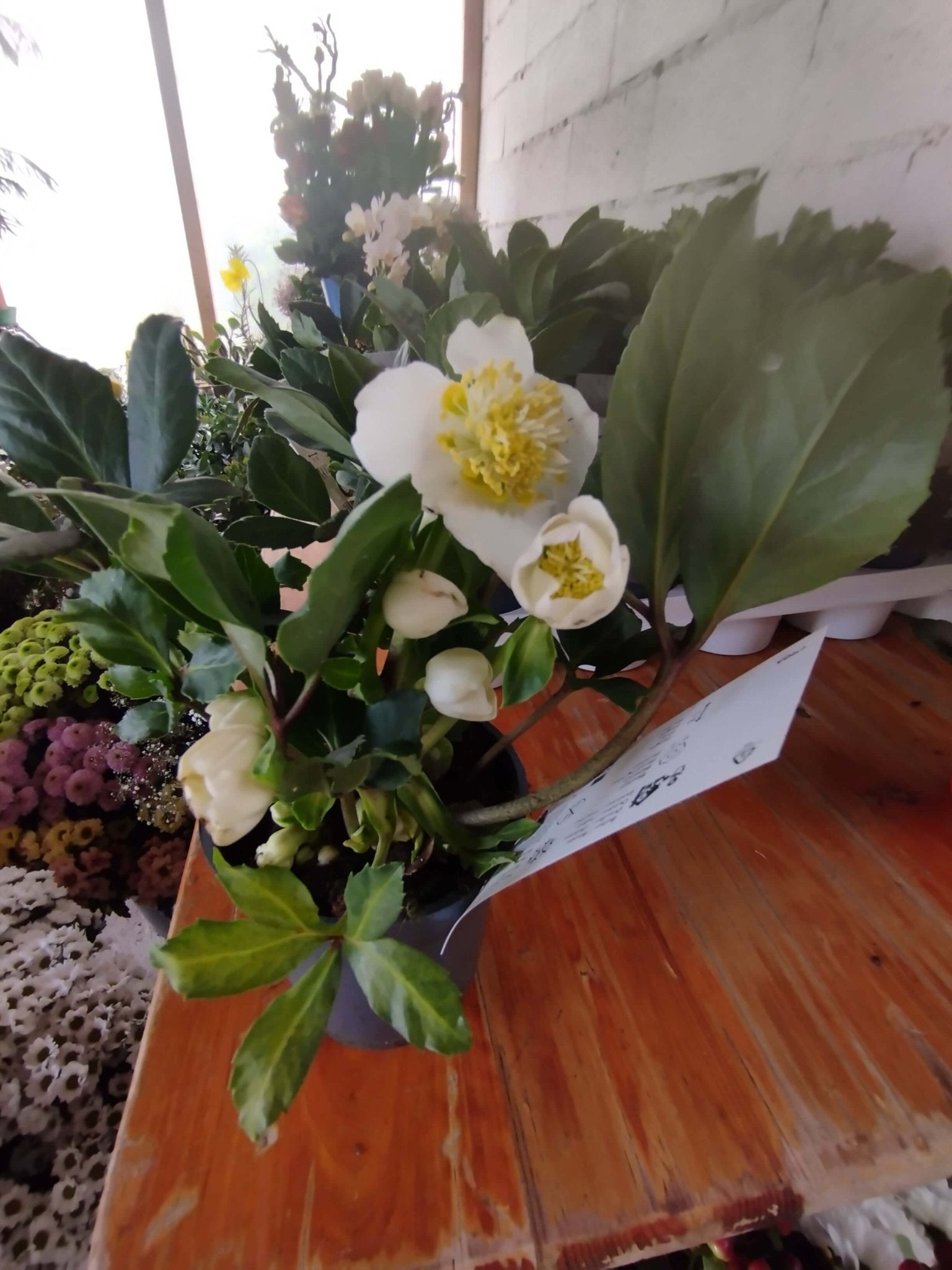 Helleborus (Rosa di Natale) - ValmaflorValmaflorValmaflorHelleboro - ValmaflorVaso 12