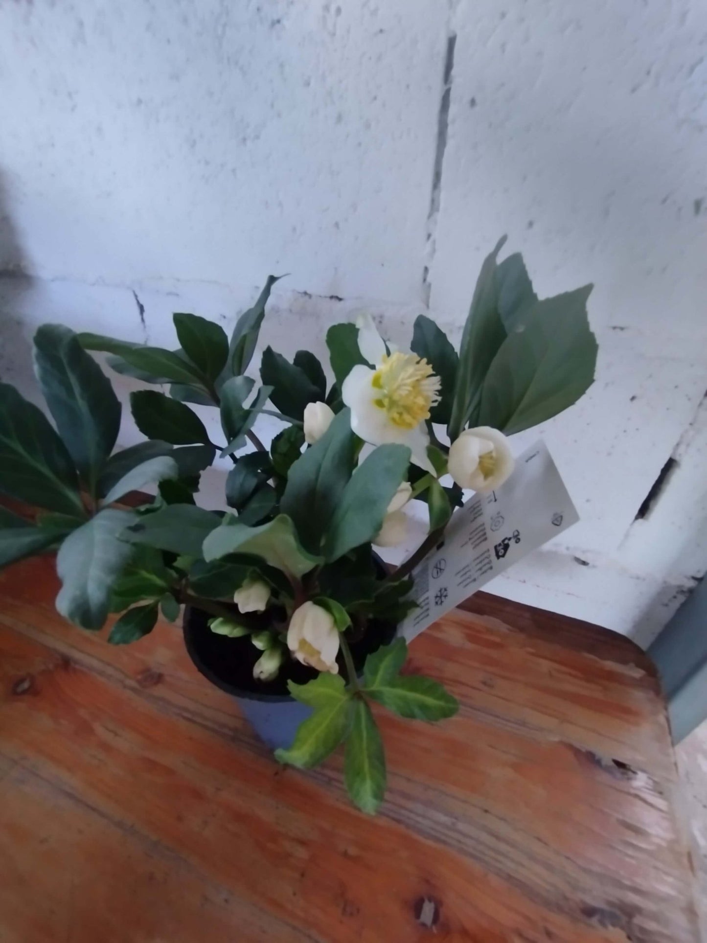 Helleborus (Rosa di Natale) - ValmaflorValmaflorValmaflorHelleboro - ValmaflorVaso 12