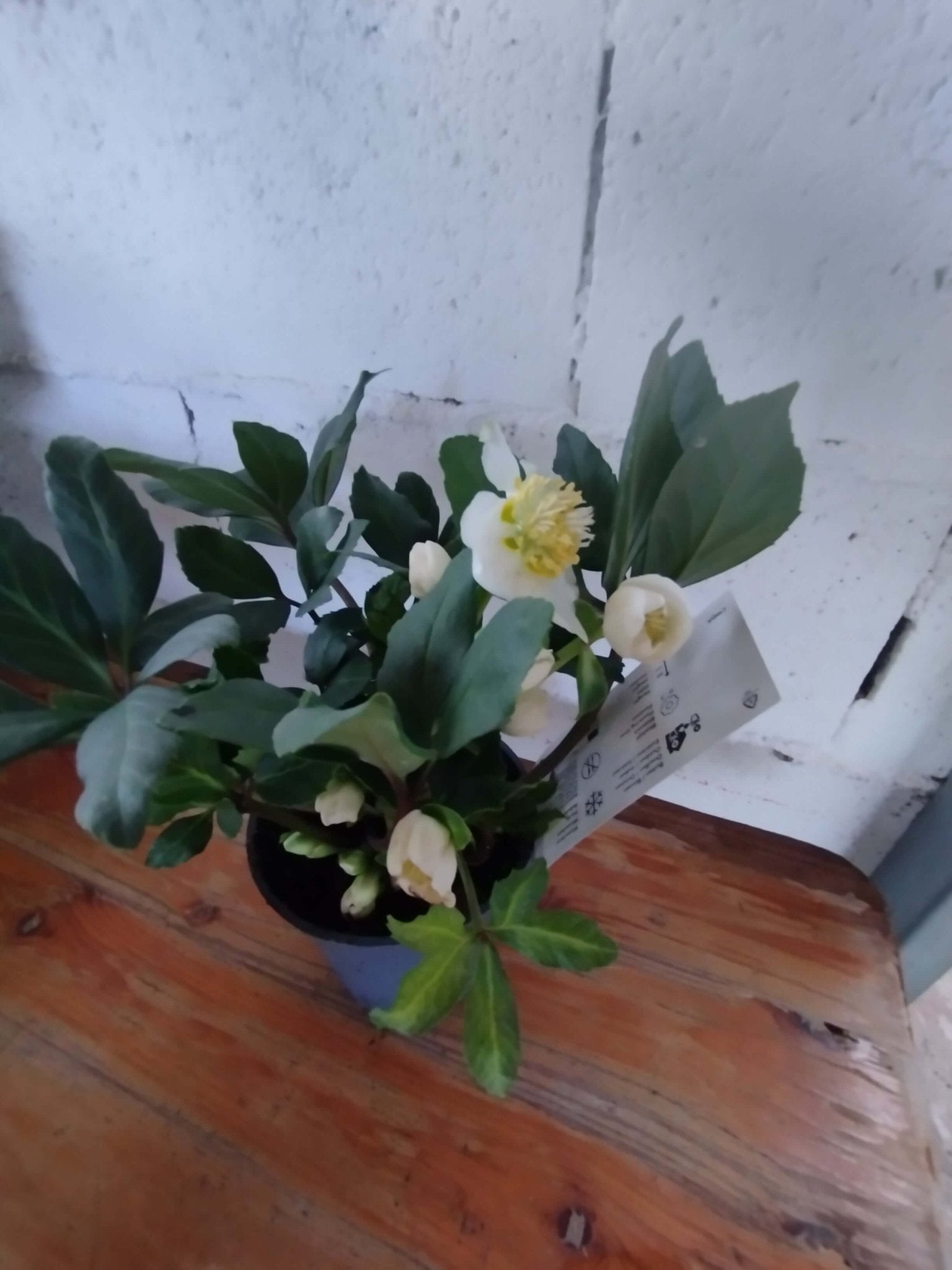 Helleborus (Rosa di Natale) - ValmaflorValmaflorValmaflorHelleboro - ValmaflorVaso 12