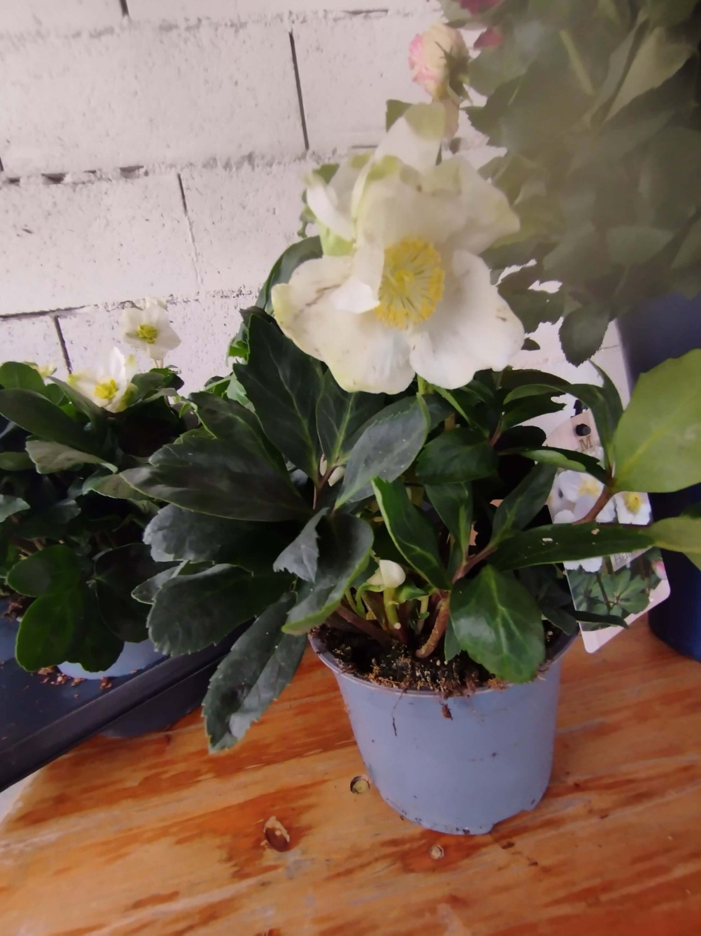 Helleborus (Rosa di Natale) - ValmaflorValmaflorValmaflorHelleboro - ValmaflorVaso 12