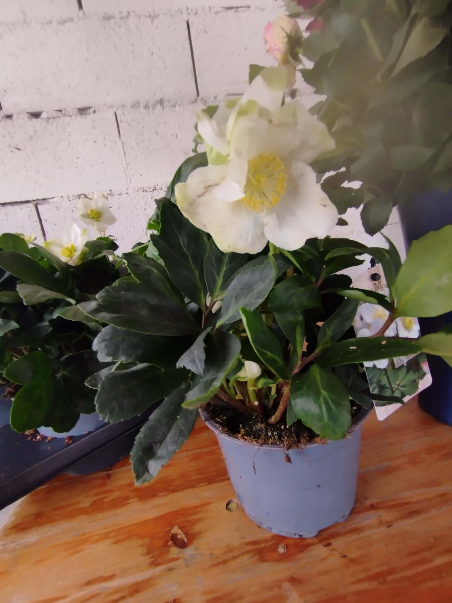 Helleborus (Rosa di Natale) - ValmaflorValmaflorValmaflorHelleboro - ValmaflorVaso 12