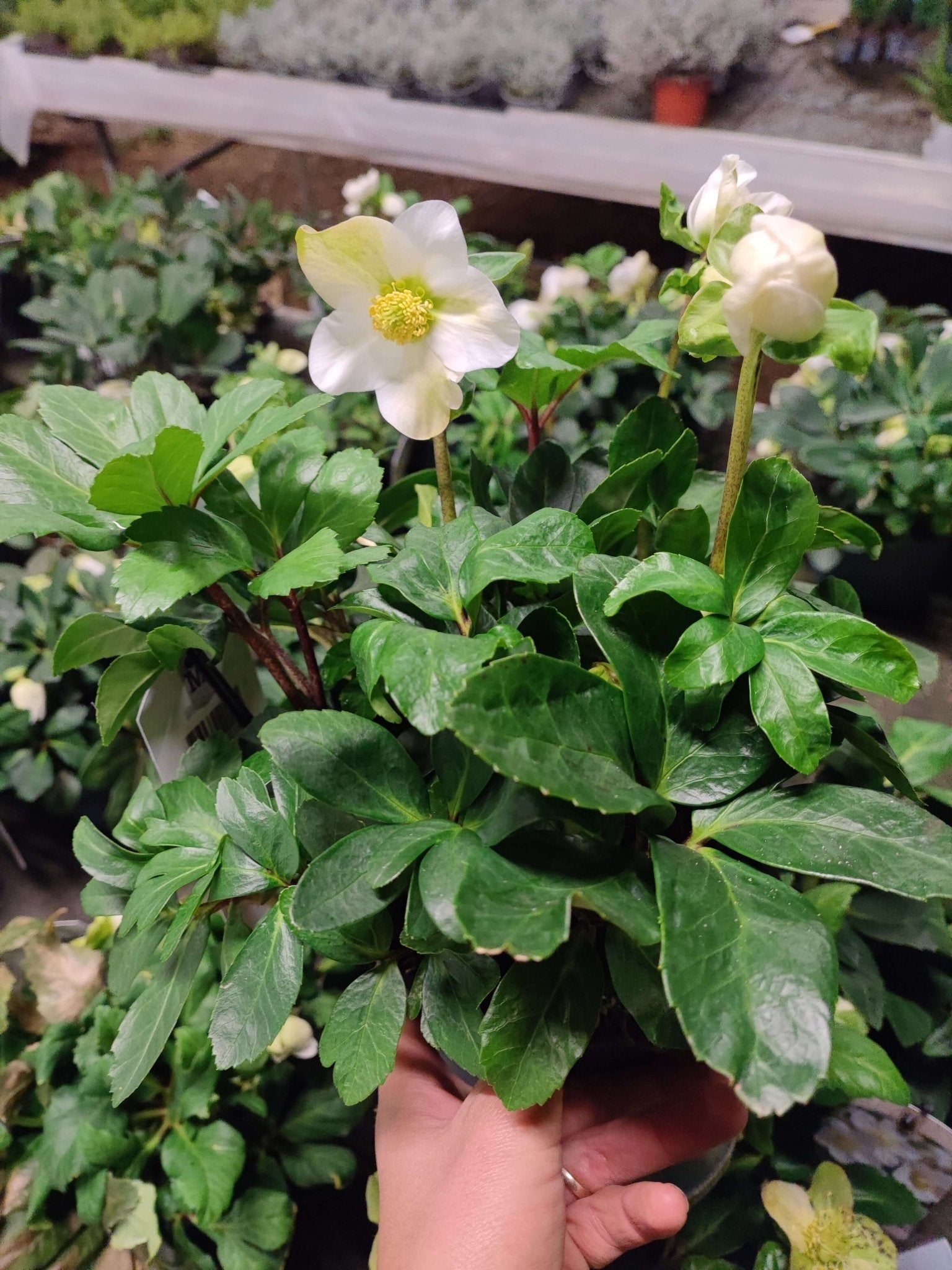 Helleborus (Rosa di Natale) - ValmaflorValmaflorValmaflorHelleborus (Rosa di Natale) - ValmaflorVaso 15