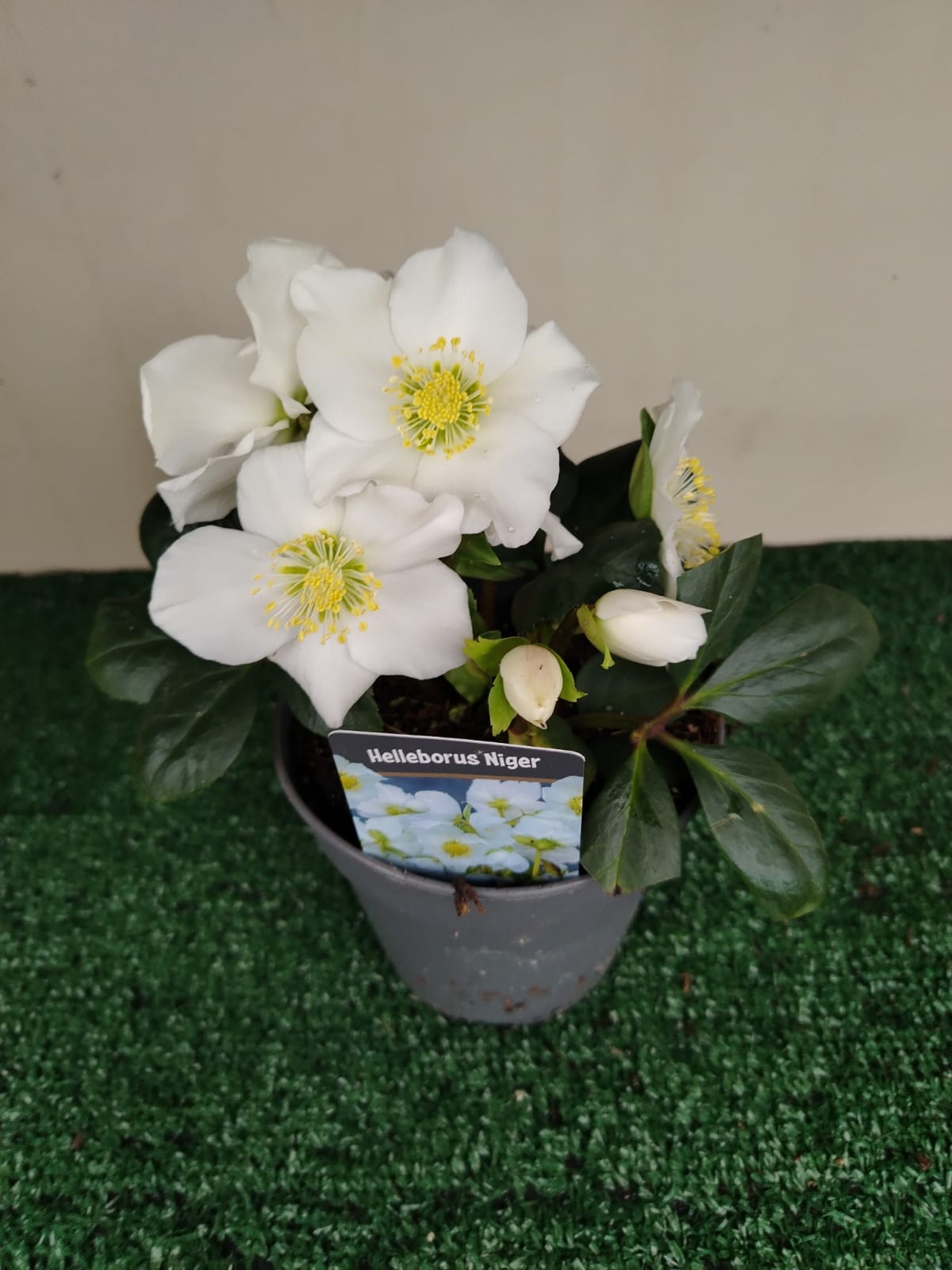 Helleborus (Rosa di Natale) - ValmaflorValmaflorValmaflorHelleborus (Rosa di Natale) - ValmaflorVaso 15