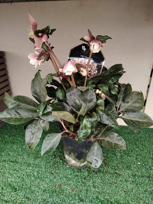 Helleborus rosa "Hgc Maestro" - Valmaflor#ValmaflorValmaflorHelleborus rosa "Hgc Maestro" - Valmaflor#ValmaflorValmaflorHelleborus rosa "Hgc Maestro"