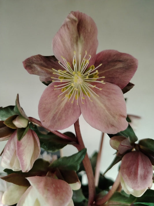 Helleborus rosa "Hgc Maestro" - Valmaflor#ValmaflorValmaflorHelleborus rosa "Hgc Maestro" - Valmaflor#ValmaflorValmaflorHelleborus rosa "Hgc Maestro"