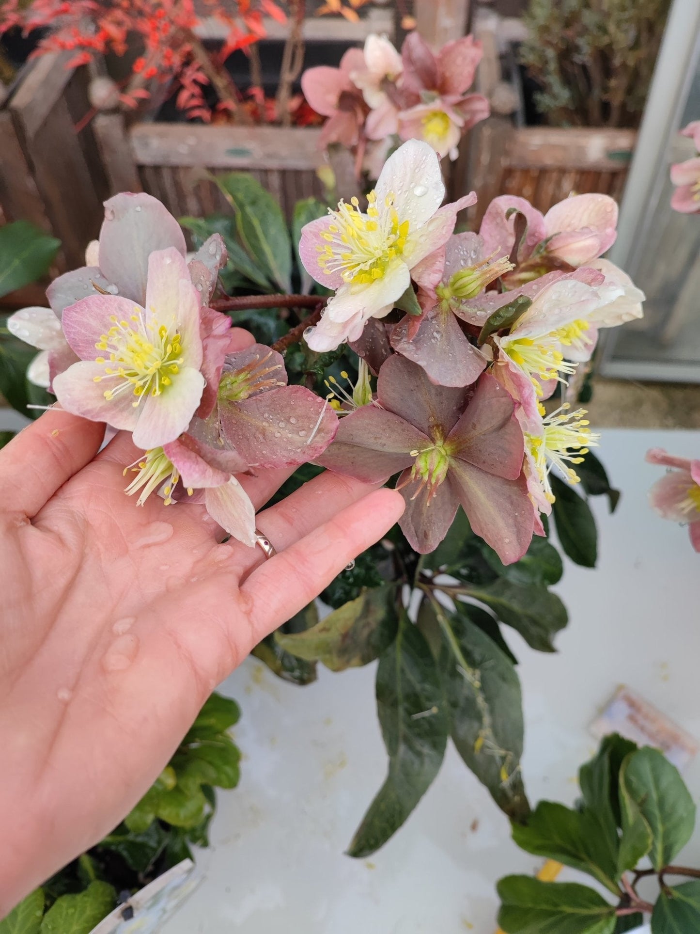 Helleborus rosa "Hgc Maestro" - Valmaflor#ValmaflorValmaflorHelleborus rosa "Hgc Maestro" - Valmaflor#ValmaflorValmaflorHelleborus rosa "Hgc Maestro"