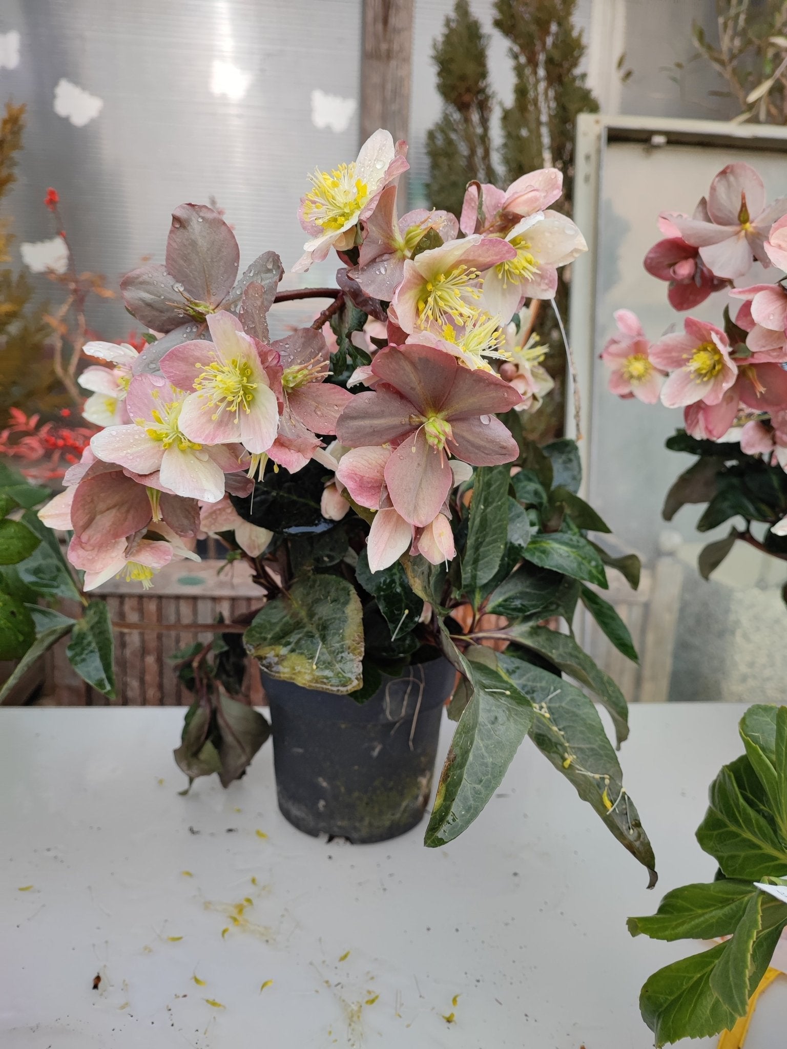 Helleborus rosa "Hgc Maestro" - Valmaflor#ValmaflorValmaflorHelleborus rosa "Hgc Maestro" - Valmaflor#ValmaflorValmaflorHelleborus rosa "Hgc Maestro"