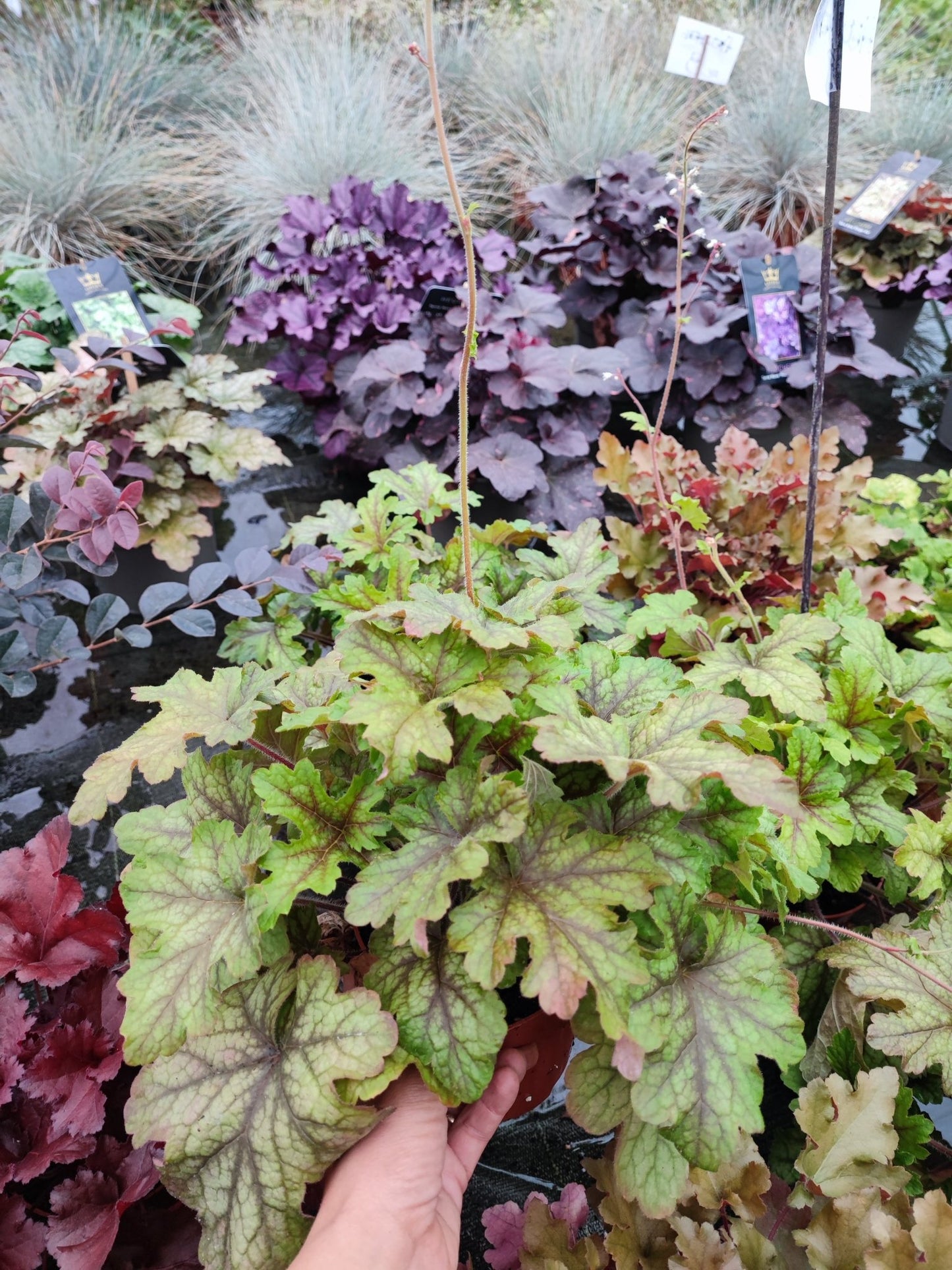 Heuchera - ValmaflorValmaflorValmaflorHeuchera