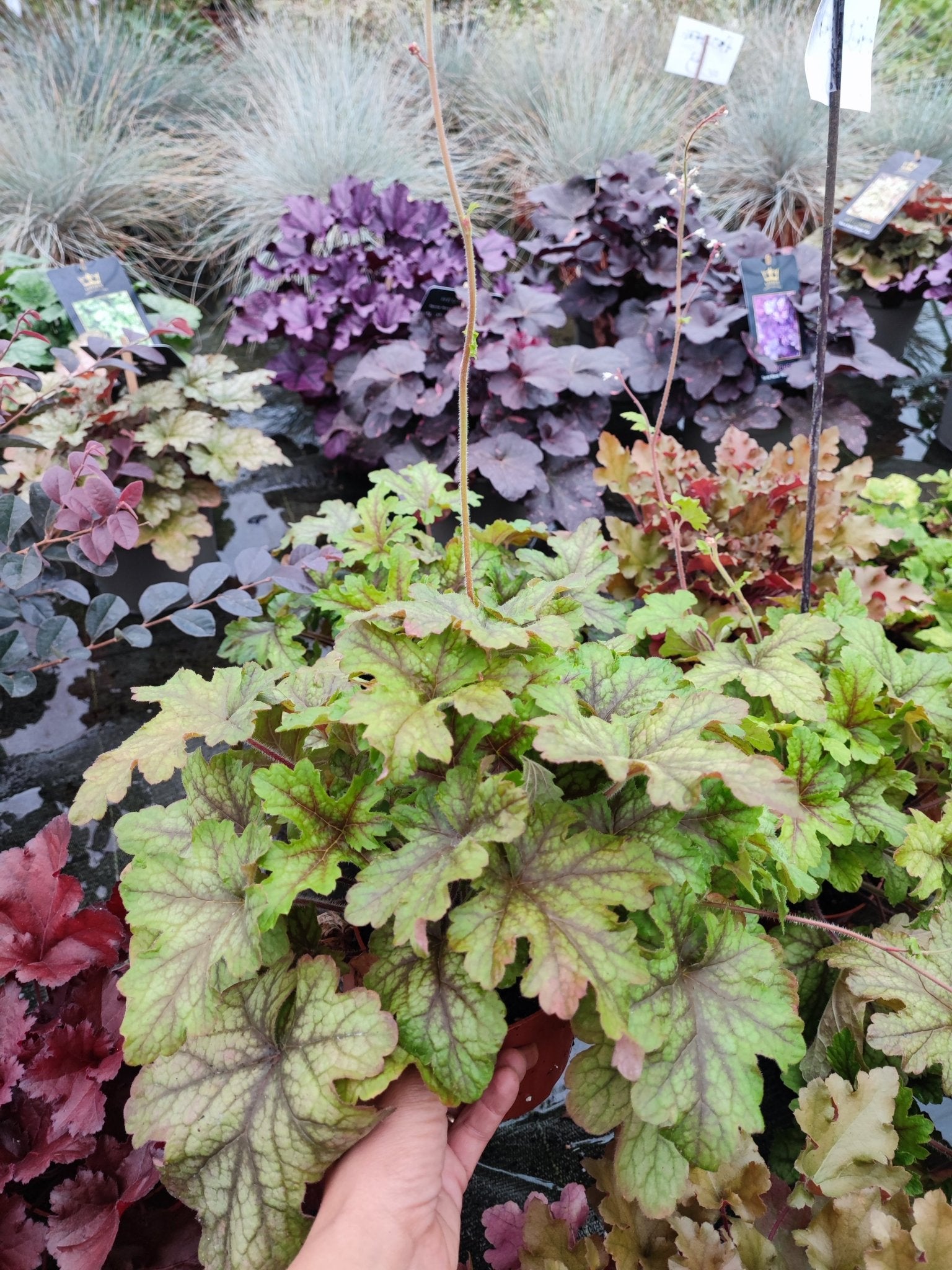 Heuchera - ValmaflorValmaflorValmaflorHeuchera
