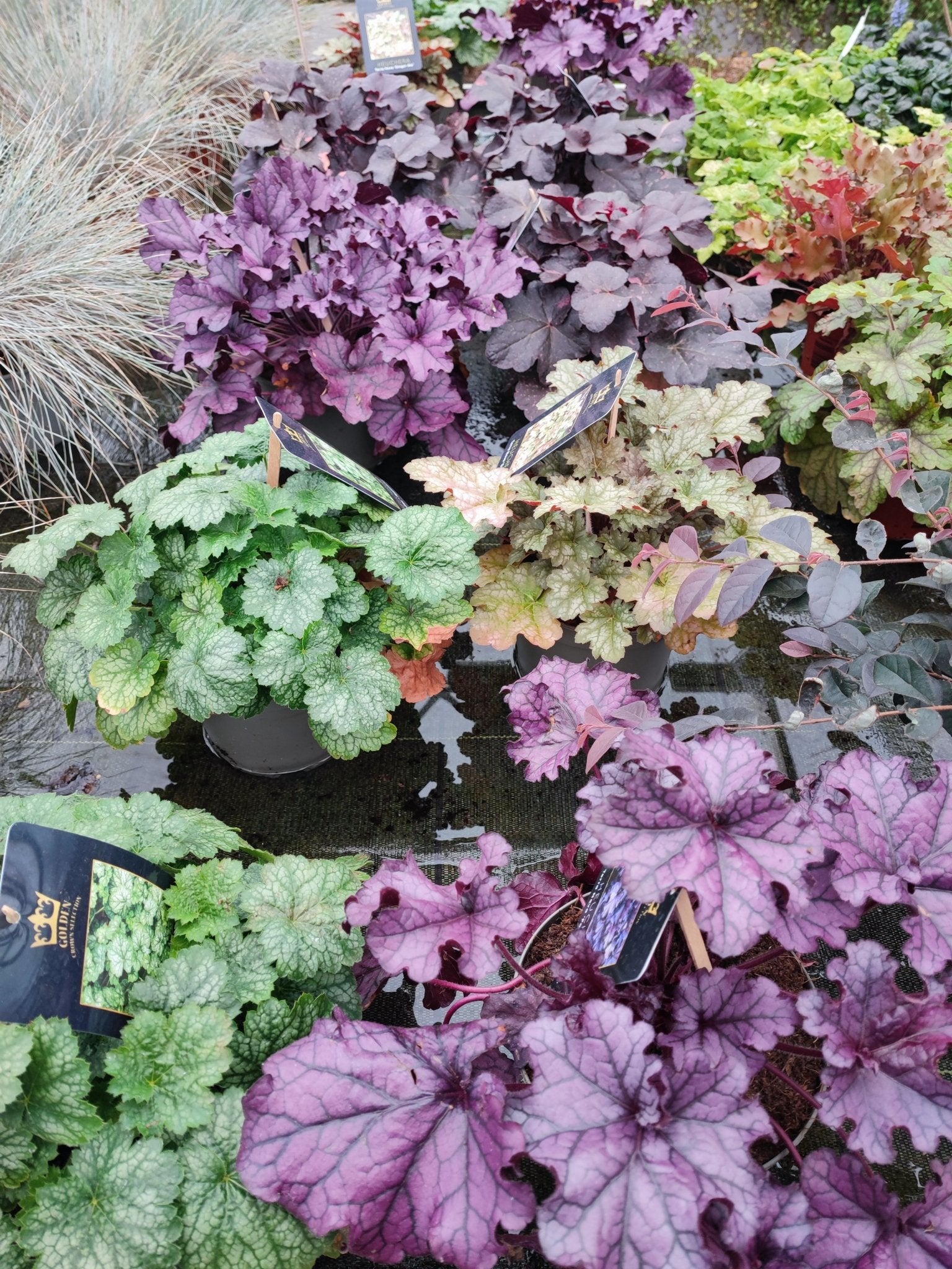 Heuchera - ValmaflorValmaflorValmaflorHeuchera