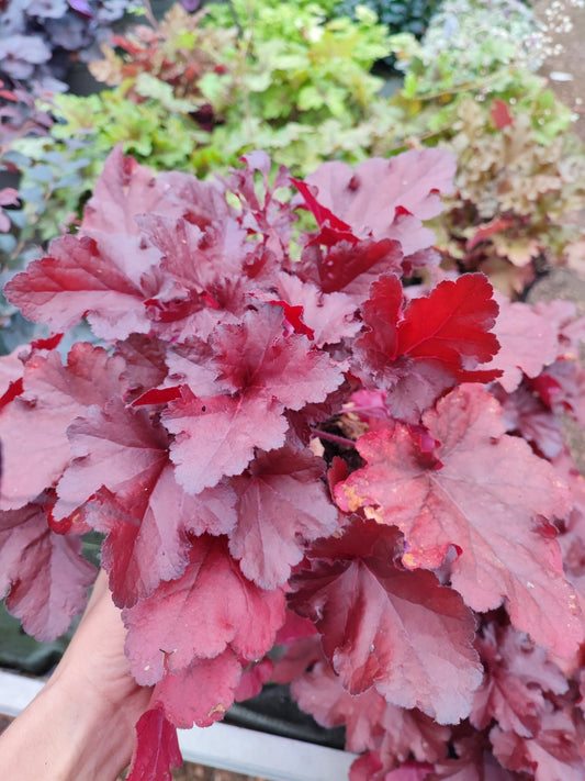 Heuchera - ValmaflorValmaflorValmaflorHeuchera