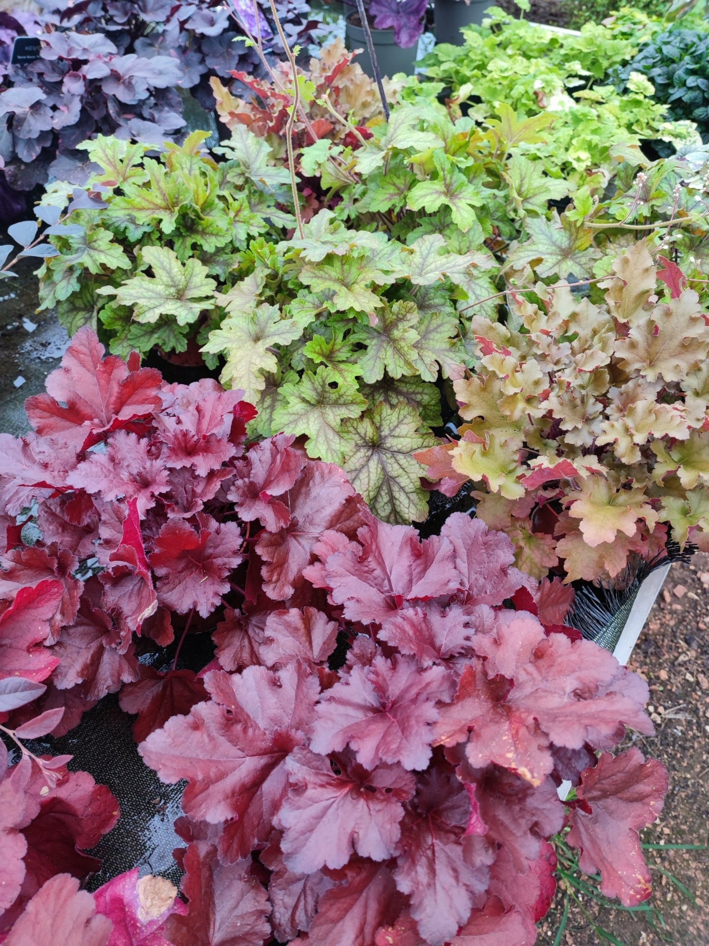 Heuchera - ValmaflorValmaflorValmaflorHeuchera