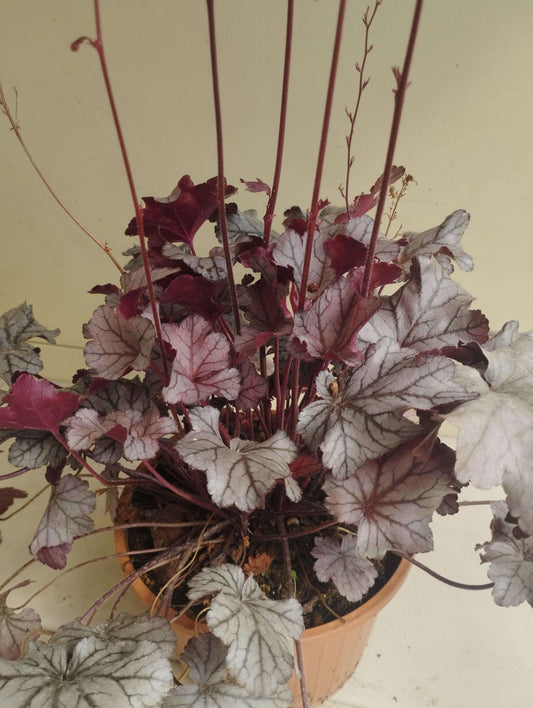 Heuchera micrantha - Valmaflor