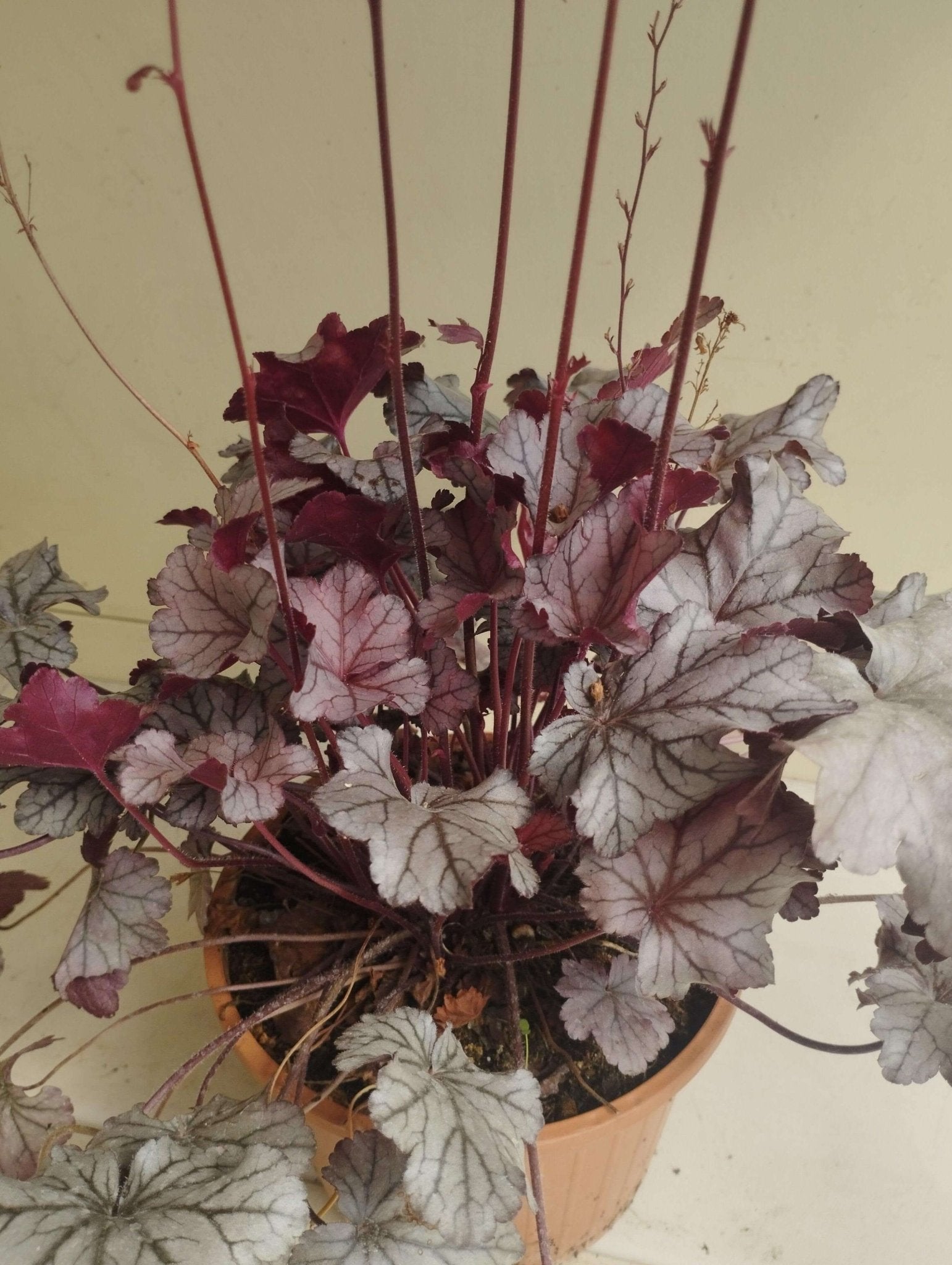 Heuchera micrantha "Palace Purple" - ValmaflorHeuchera micranthaValmaflorValmaflorHeuchera micrantha - Valmaflor14 cm