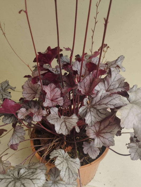 Heuchera micrantha "Palace Purple" - ValmaflorHeuchera micranthaValmaflorValmaflorHeuchera micrantha - Valmaflor14 cm