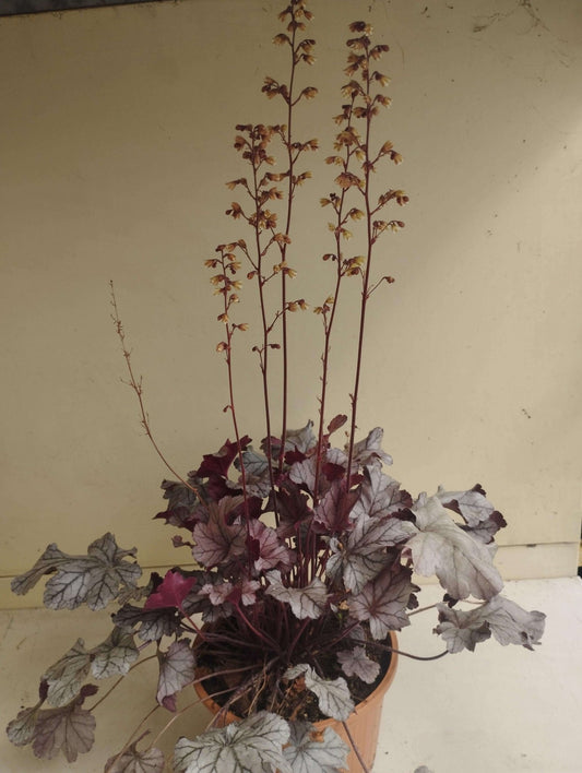 Heuchera micrantha "Palace Purple" - ValmaflorHeuchera micranthaValmaflorValmaflorHeuchera micrantha - Valmaflor14 cm