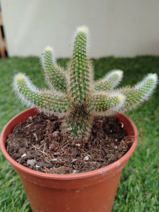 Hildewintera aureispina - ValmaflorValmaflorValmaflorHildewintera aureispina10 cm