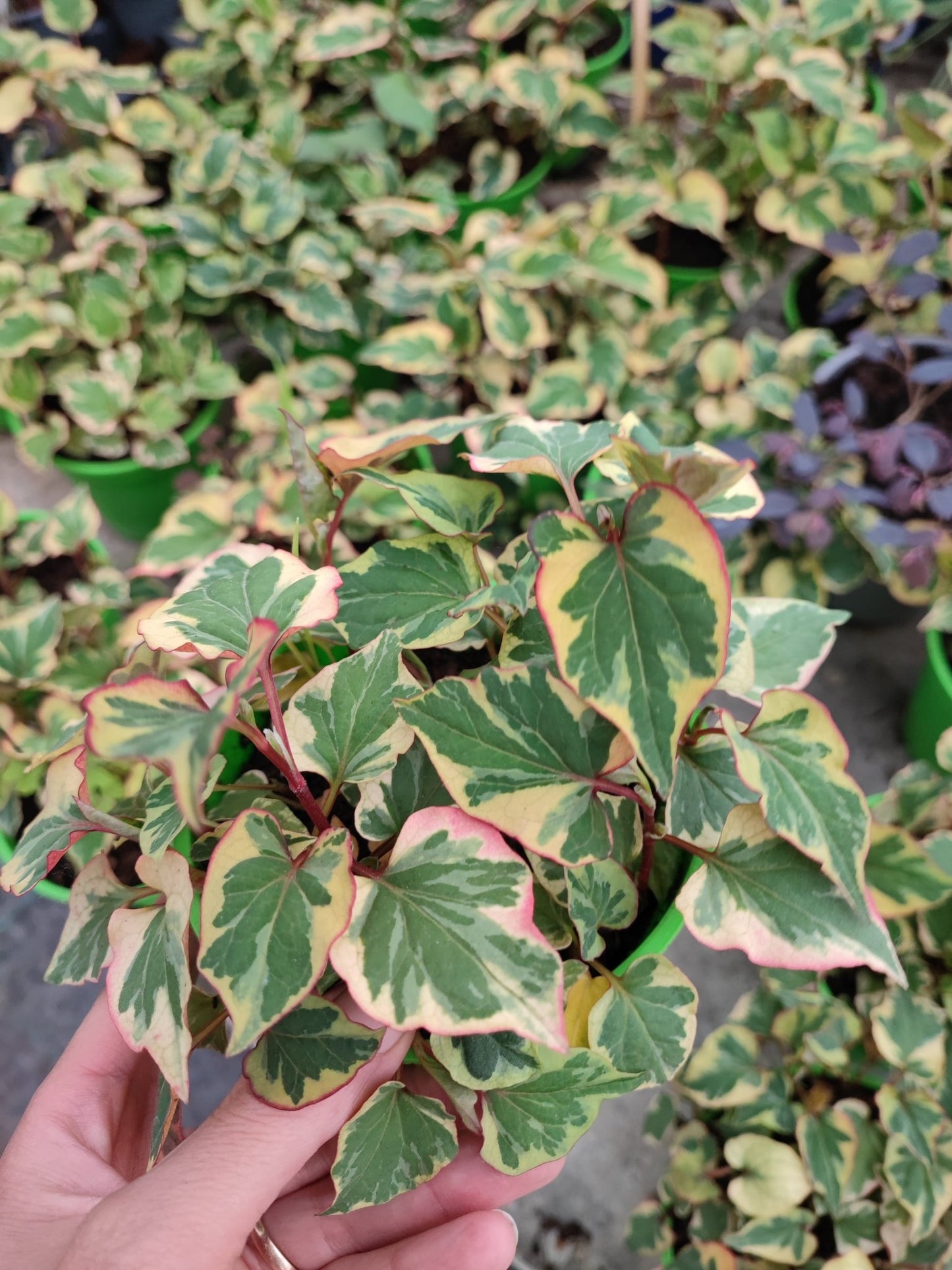 Houttuynia cordata ‘Chameleon’ - ValmaflorValmaflorValmaflorHouttuynia cordata ‘Chameleon’