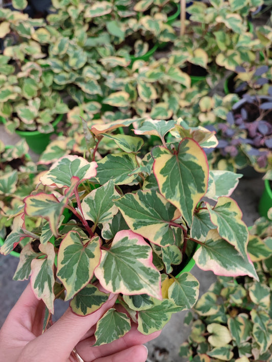 Houttuynia cordata ‘Chameleon’ - ValmaflorValmaflorValmaflorHouttuynia cordata ‘Chameleon’