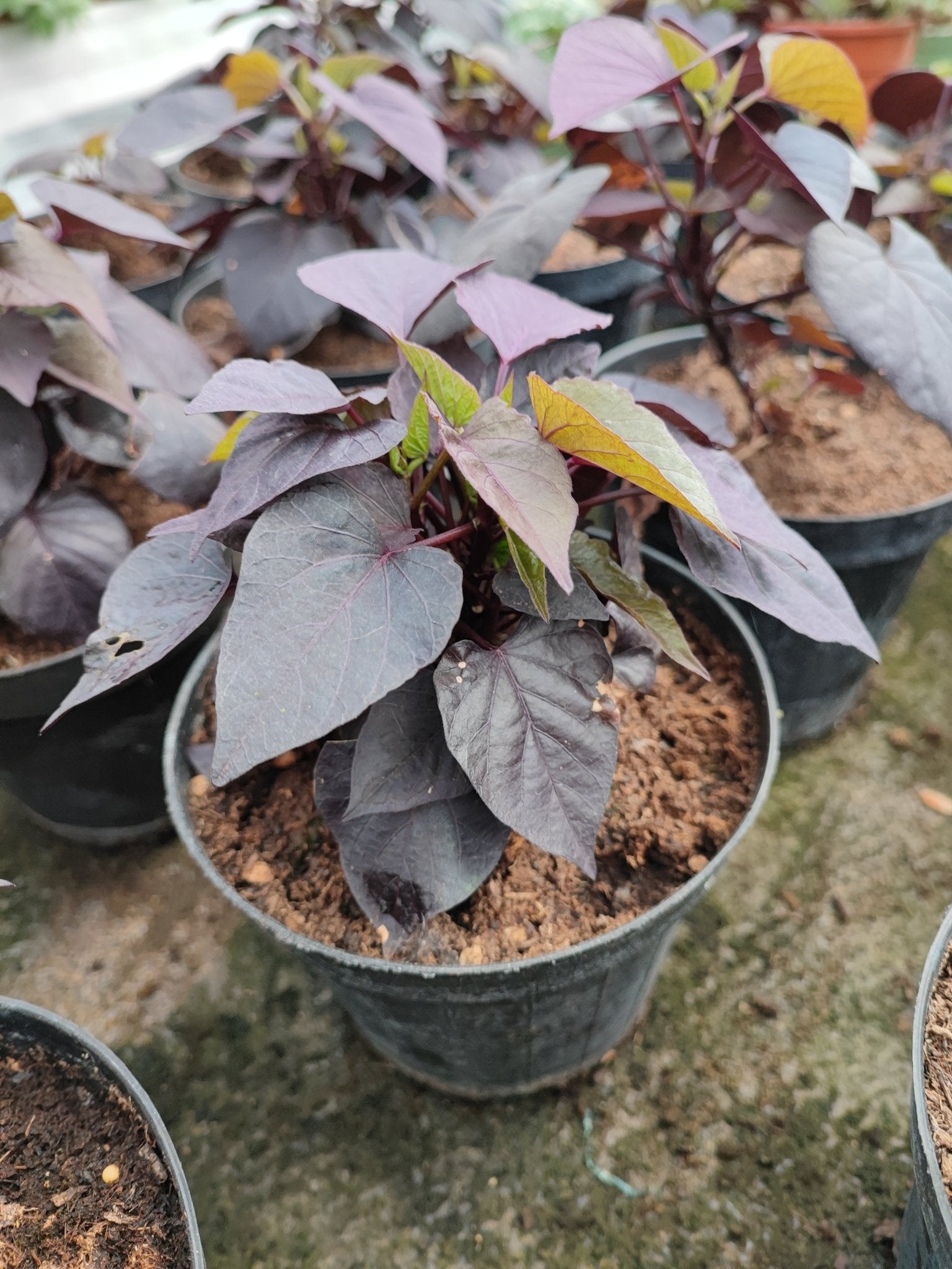 Ipomoea black tone - ValmaflorValmaflorValmaflorIpomoea black tone - ValmaflorValmaflorValmaflorIpomoea black tone