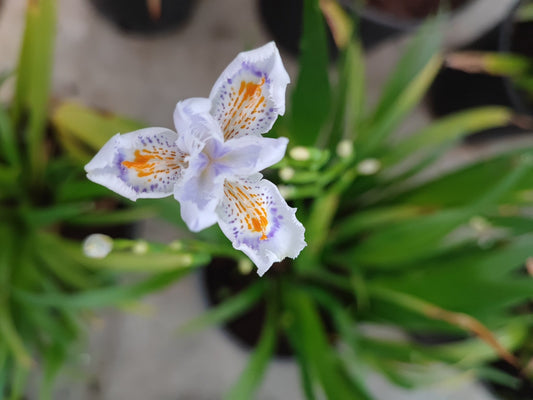 Iris "confusa" - ValmaflorValmaflorValmaflorIris "confusa"