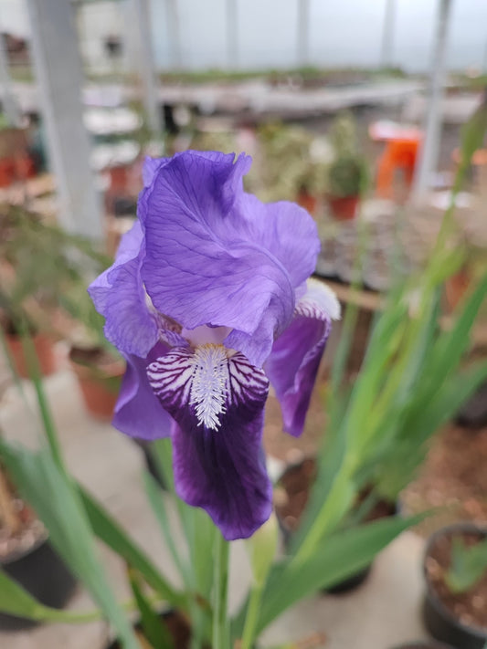 Iris germanica - ValmaflorValmaflorValmaflorIris germanica - ValmaflorValmaflorValmaflorIris germanica