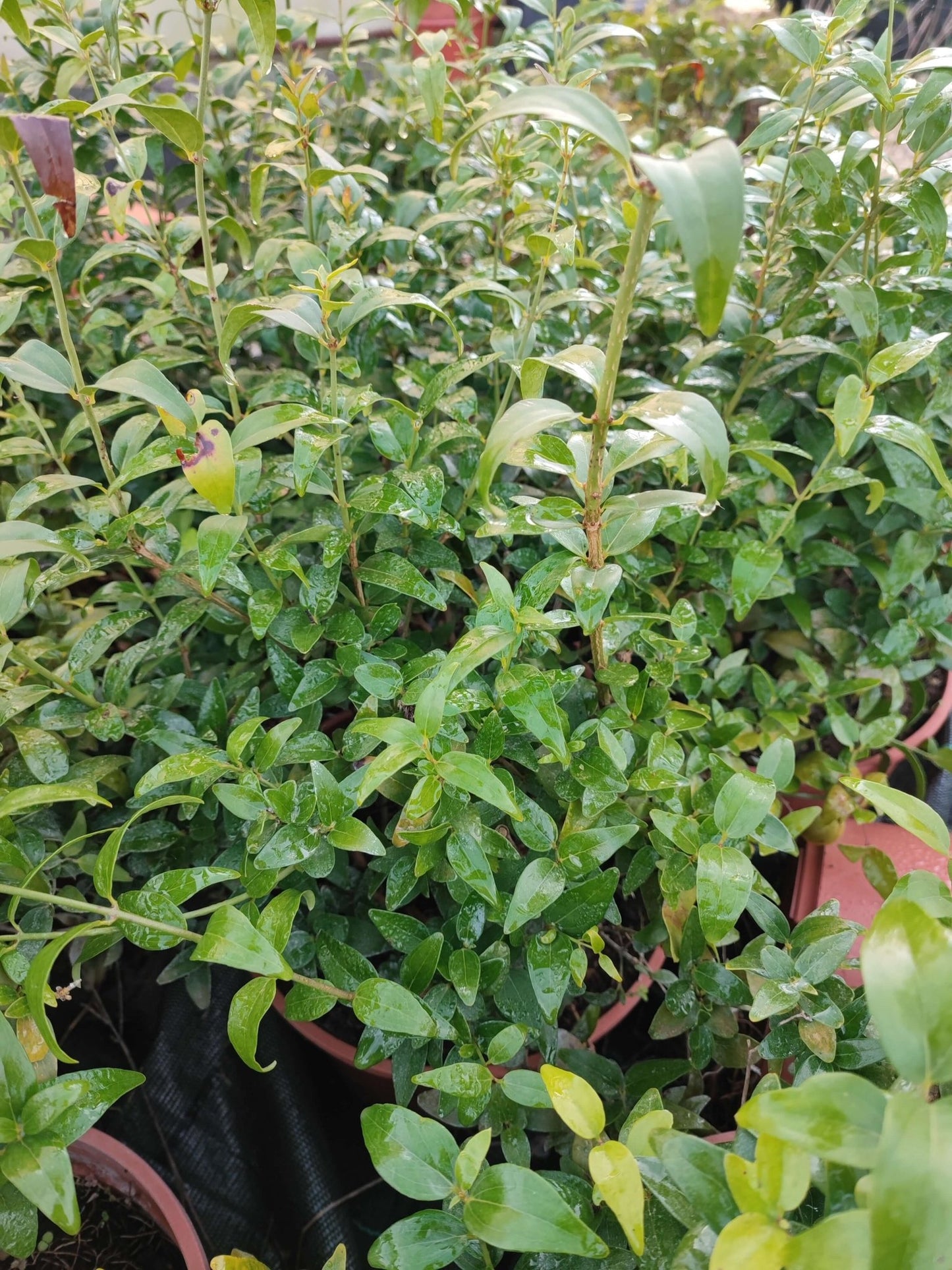 Jasminum multipartitum - ValmaflorValmaflorValmaflorJasminum multipartitum - Valmaflor