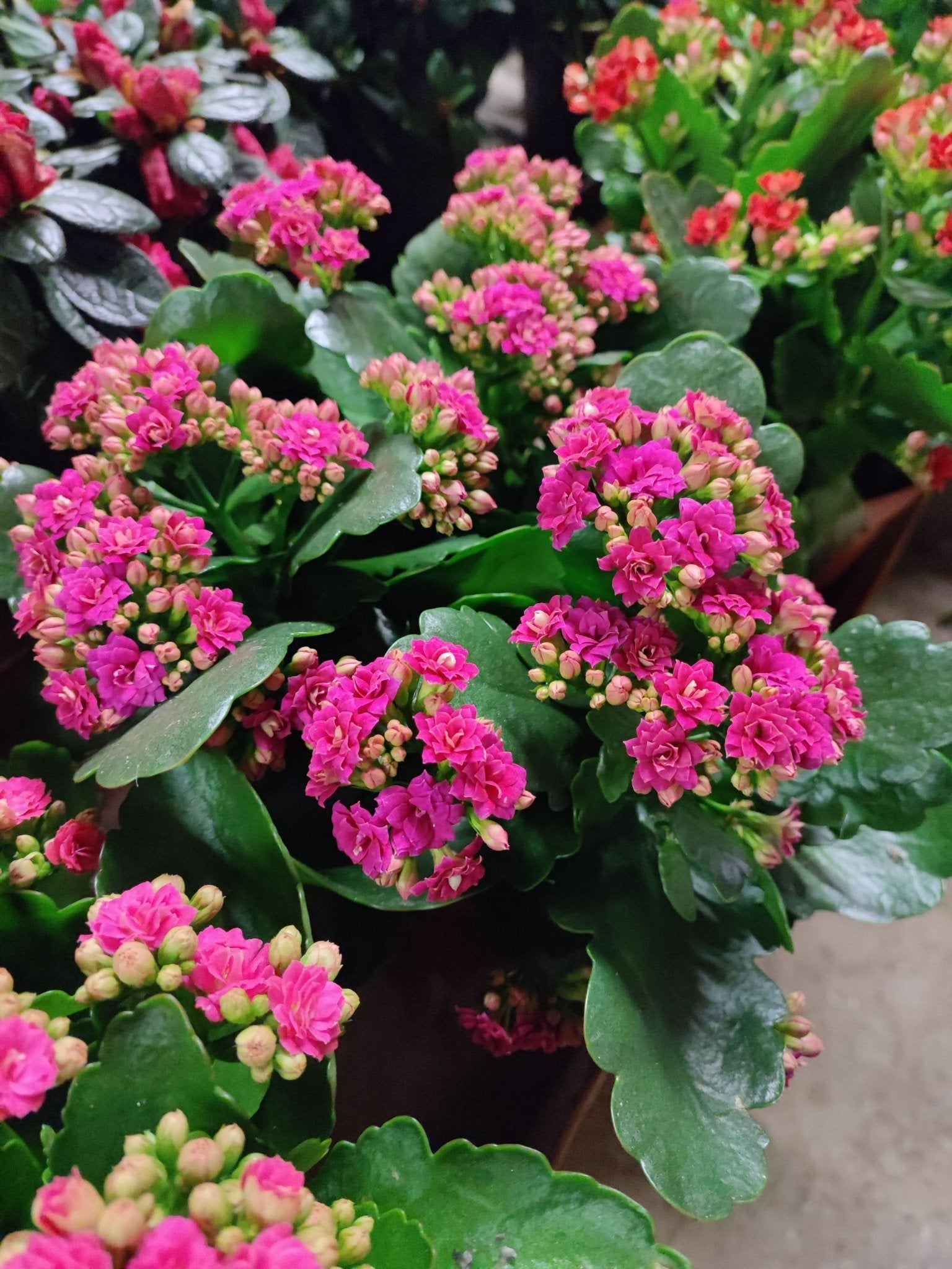 Kalanchoe - ValmaflorKalanchoeValmaflorValmaflorKalanchoe - Valmaflor76373743557312 cm
