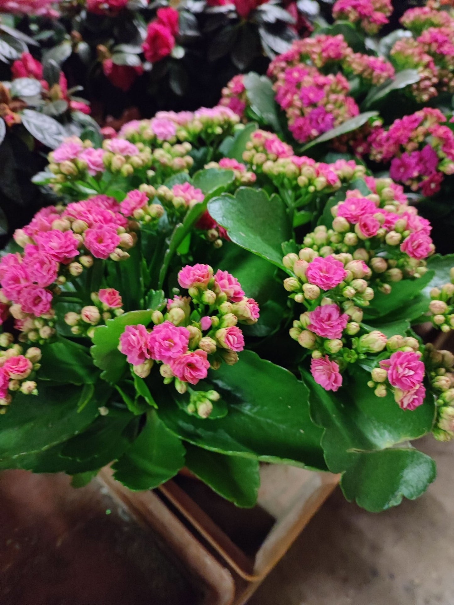 Kalanchoe - ValmaflorKalanchoeValmaflorValmaflorKalanchoe - Valmaflor76373743557312 cm