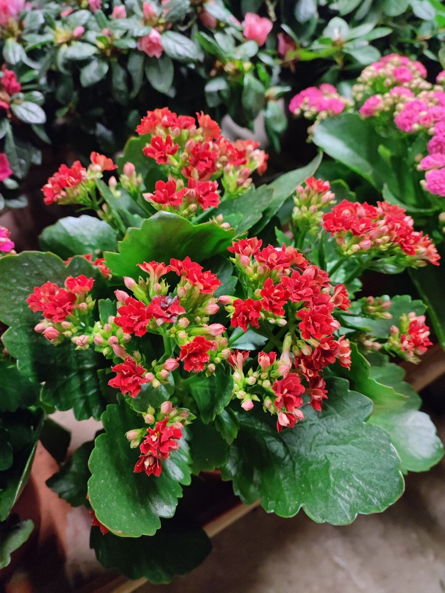 Kalanchoe - ValmaflorKalanchoeValmaflorValmaflorKalanchoe - Valmaflor76373743557312 cm