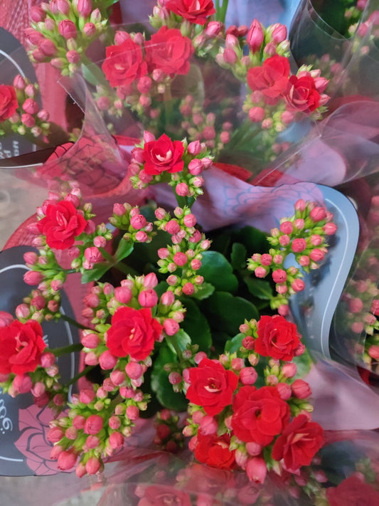 Kalanchoe - ValmaflorValmaflorValmaflorKalanchoe - ValmaflorValmaflorValmaflorKalanchoeRossoRosso10 cm