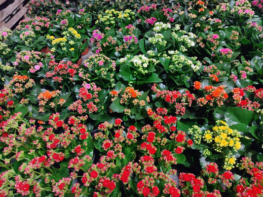 Kalanchoe - ValmaflorValmaflorValmaflorKalanchoe - ValmaflorValmaflorValmaflorKalanchoeRossoRosso10 cm