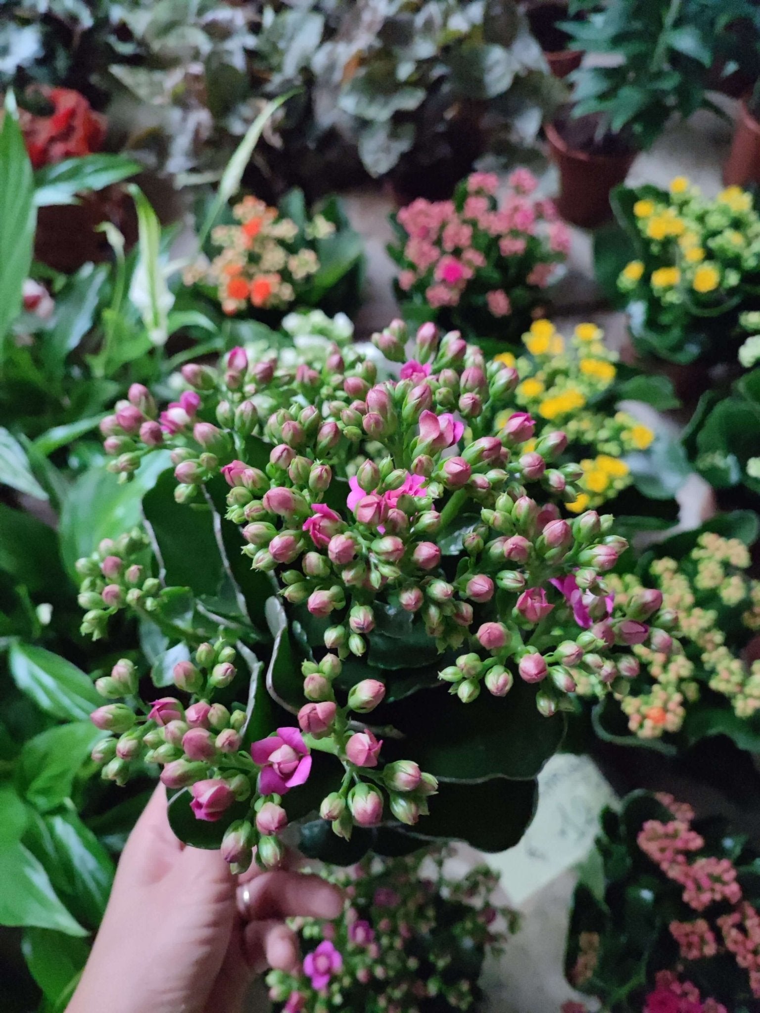 Kalanchoe - ValmaflorKalanchoeValmaflorValmaflorKalanchoe - Valmaflor76373743557312 cm