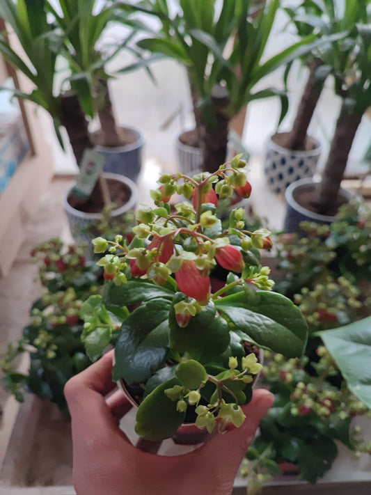 Kalanchoe Dreams bells - Valmaflor#ValmaflorValmaflorKalanchoe Dreams bells