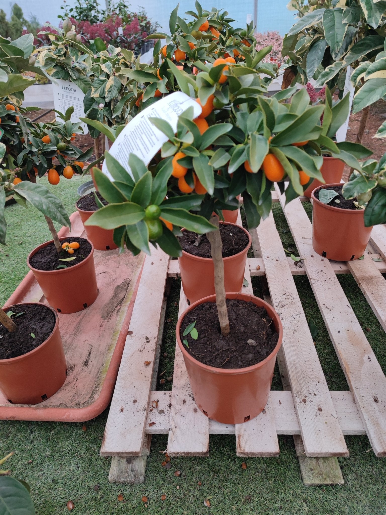 Kumquat - Valmaflor#ValmaflorValmaflorKumquatVaso 18 cm h 70