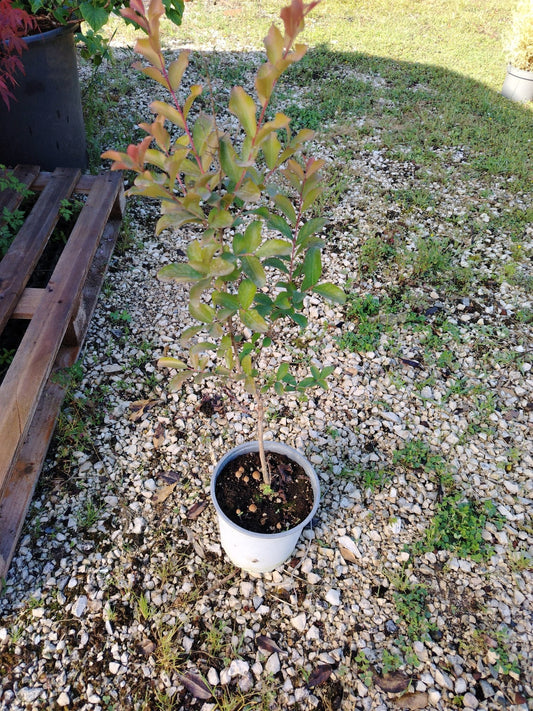 Lagerstoemia indica - ValmaflorValmaflorValmaflorLagerstoemia indica