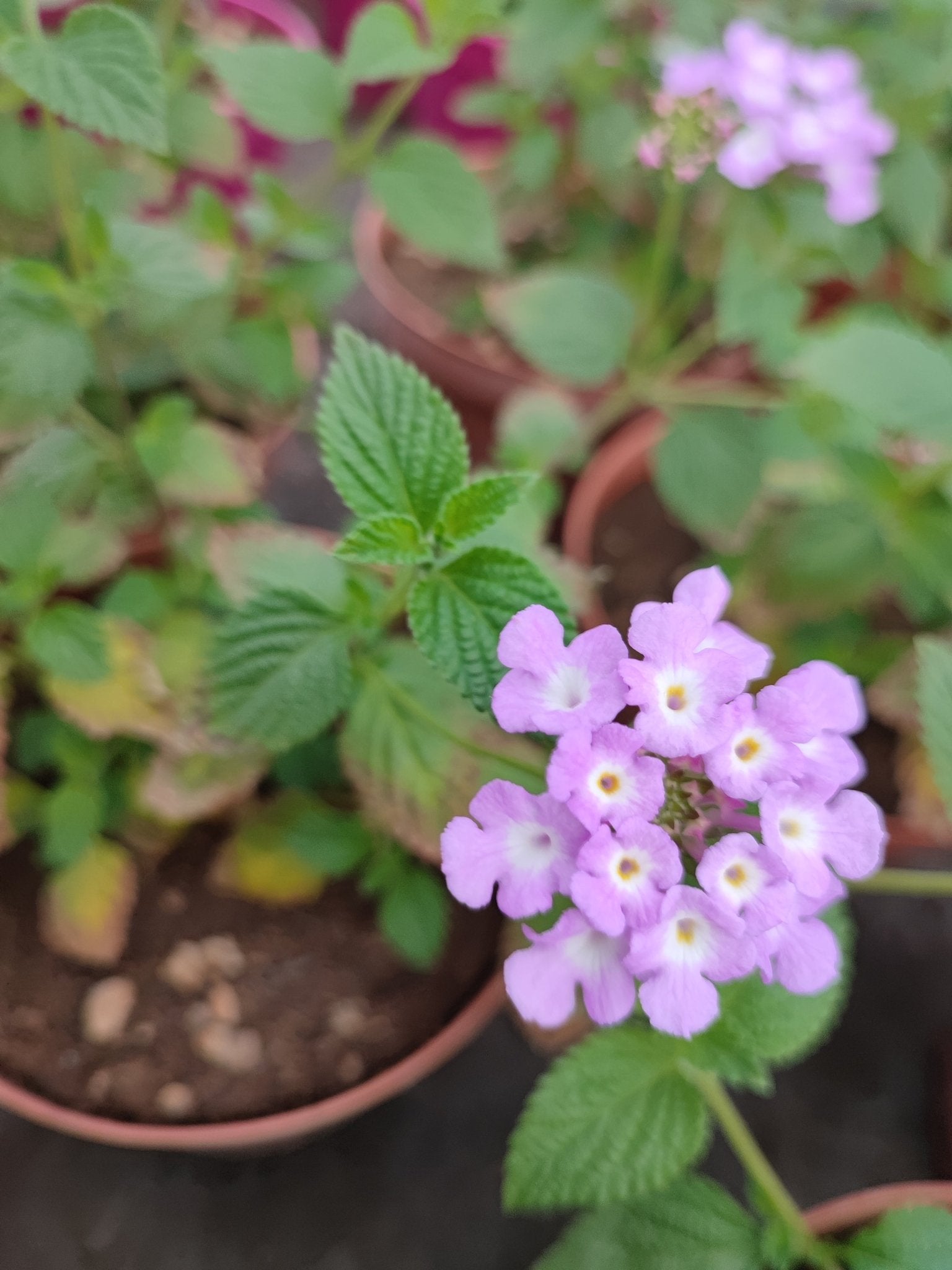 Lantana - ValmaflorValmaflorValmaflorLantana463434343453Lantana sellowiana lilla14