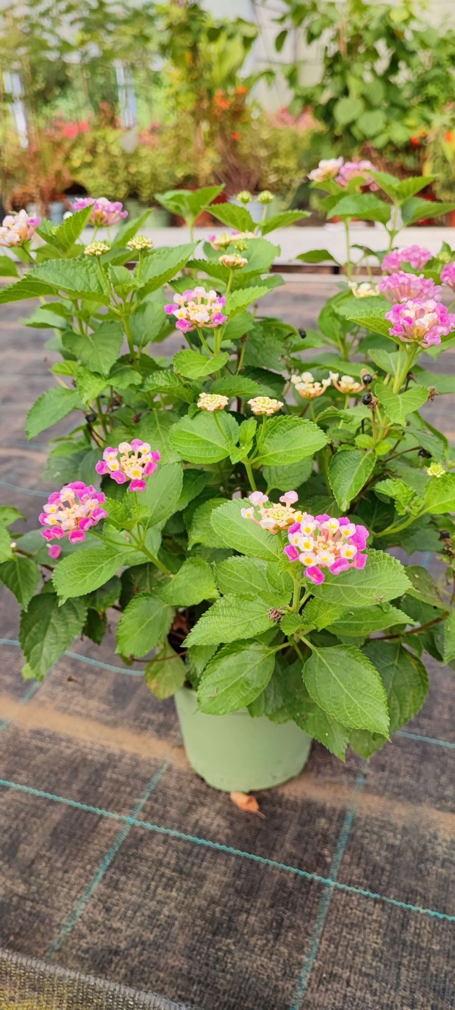 Lantana - ValmaflorValmaflorValmaflorLantana - Valmaflor463434343453Lantana camara hot pink14