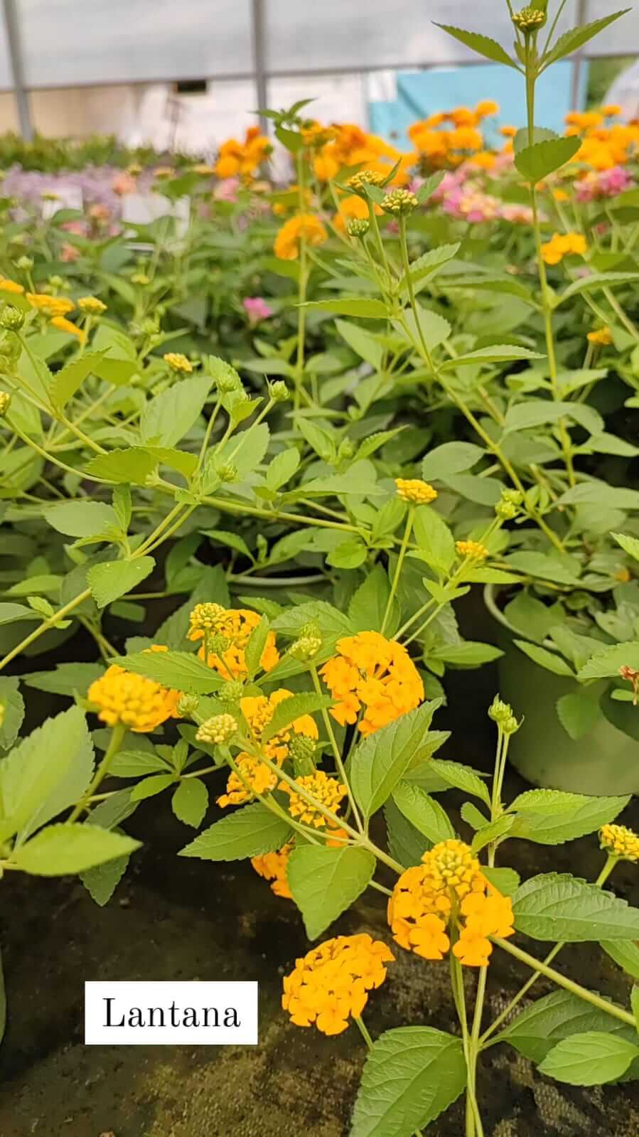 Lantana - Valmaflor