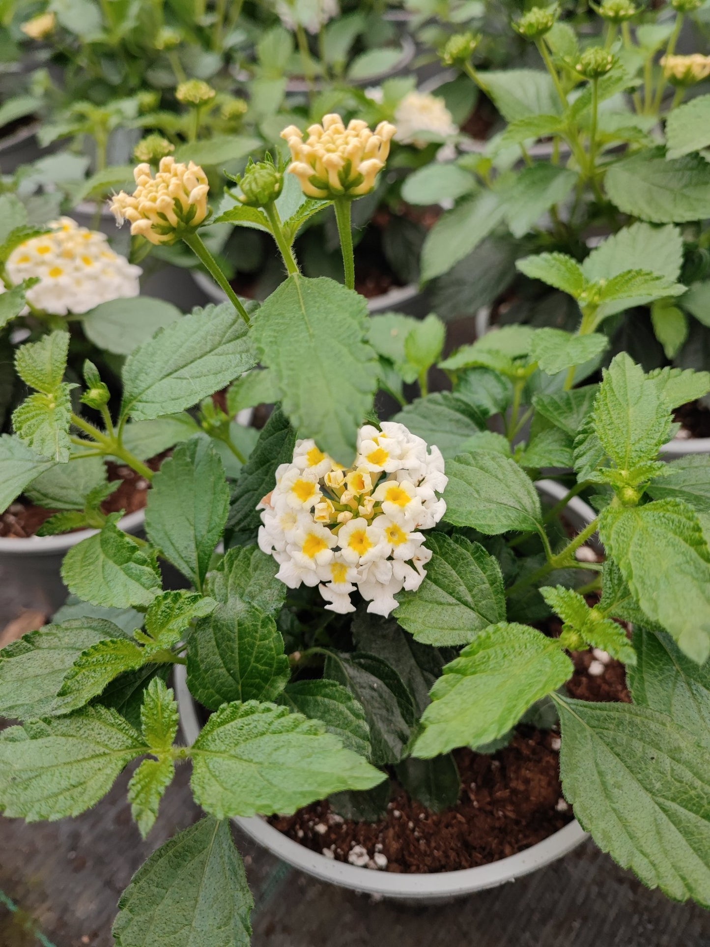 Lantana - ValmaflorValmaflorValmaflorLantana463434343453Lantana camara cherry14