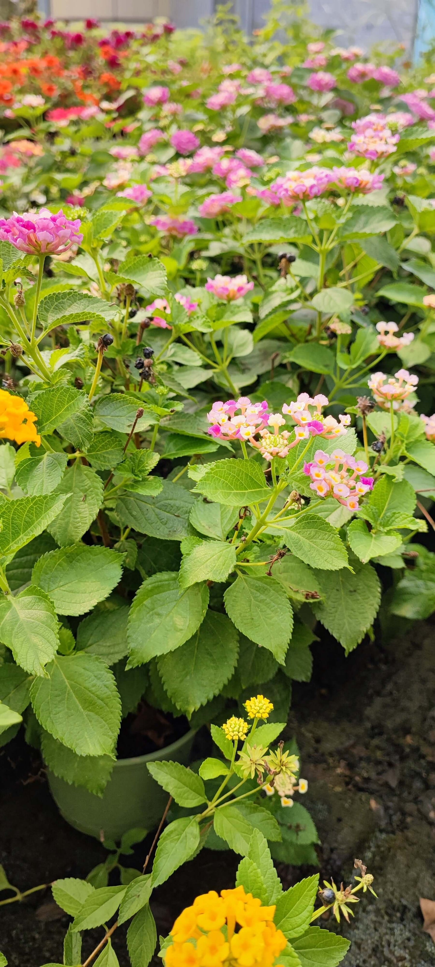 Lantana - Valmaflor