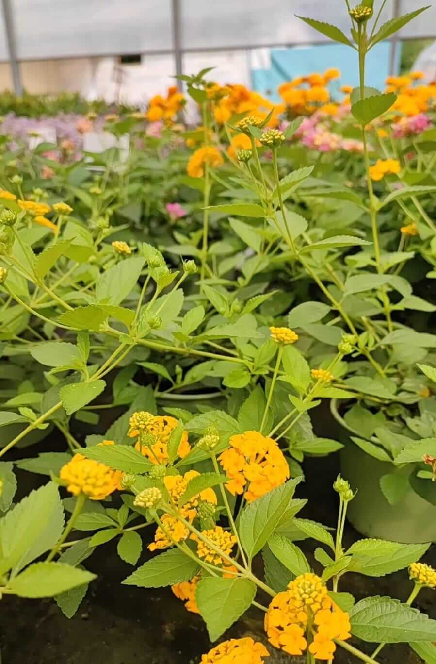 Lantana - ValmaflorValmaflorValmaflorLantana - Valmaflor3243243243434Lantana sellowiana gialla14