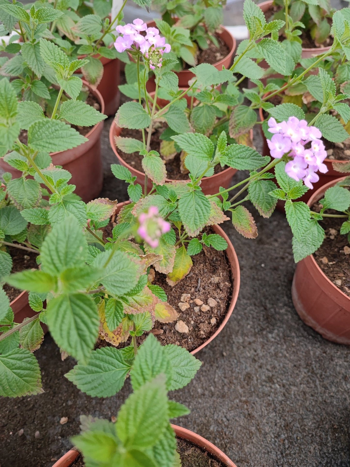 Lantana - ValmaflorValmaflorValmaflorLantana463434343453Lantana sellowiana lilla14