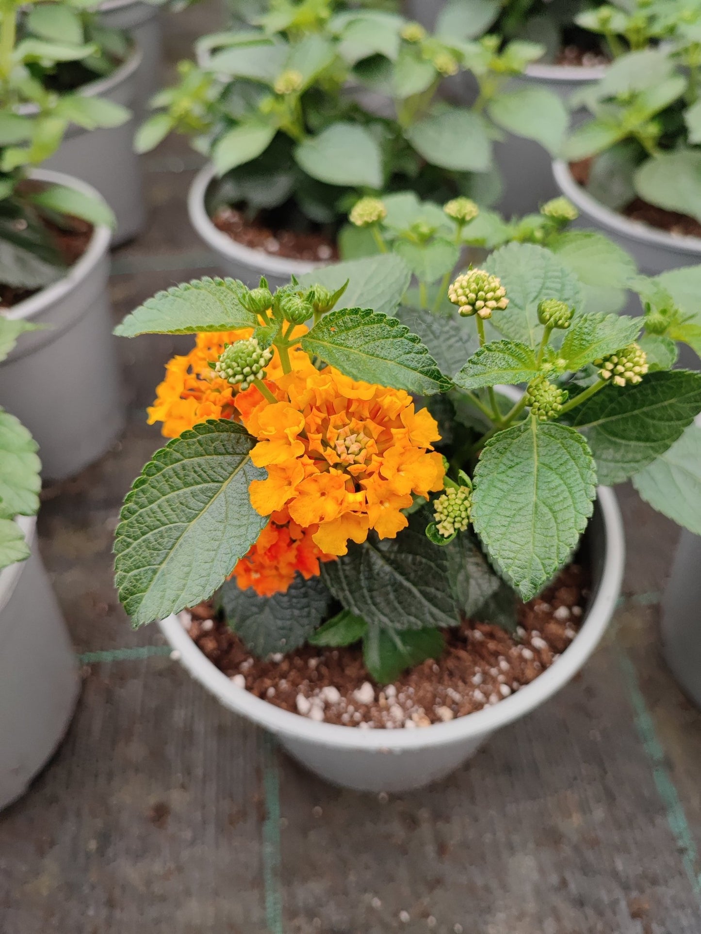 Lantana - ValmaflorValmaflorValmaflorLantana463434343453Lantana camara cherry14