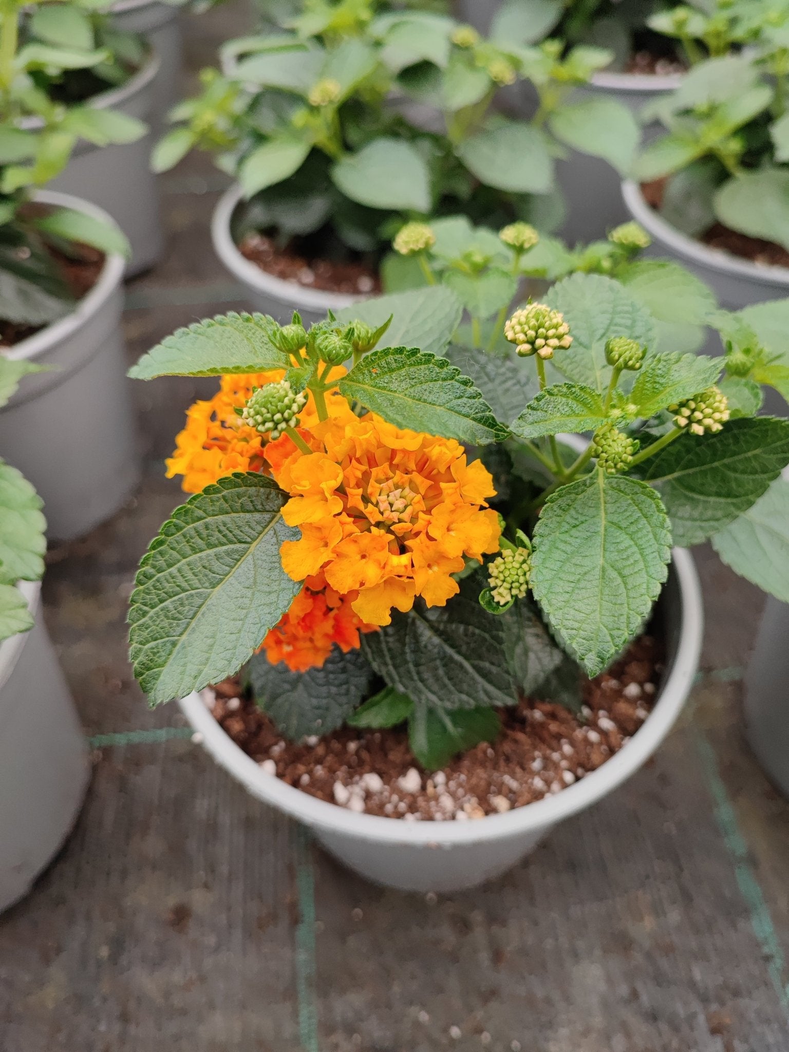 Lantana - ValmaflorValmaflorValmaflorLantana463434343453Lantana camara cherry14