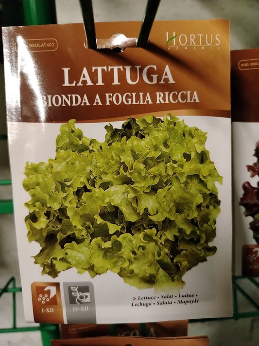 Lattuga bionda a foglia riccia - ValmaflorValmaflorValmaflorLattuga bionda a foglia riccia - ValmaflorValmaflorValmaflorLattuga bionda a foglia riccia